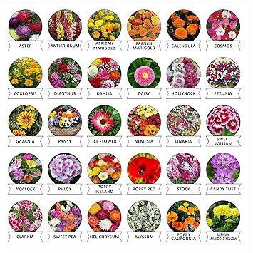 Kraft Seeds 30 Varieties of Flower Seeds Heirloom Seed For Your Garden Beautiful Bloom This Season