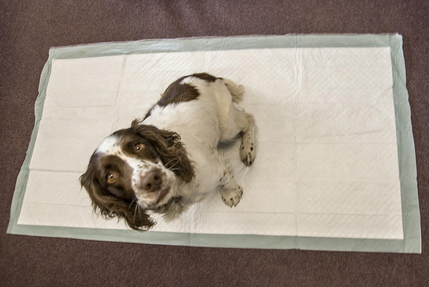 Extra large dog toilet training pads 150 x 80 cm 2300 ml - Super absorbent pet incontinence pads pack of 20 by Speedwellstar - Image 3