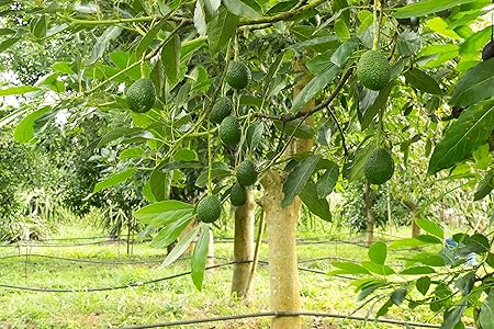 Creative Farmer Live Plant Butter Fruit (Avacado) Alligator Pear Standalone Home Gardening Plant(1 Healthy Live Plant)