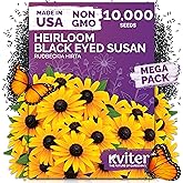 10,000 Black Eyed Susan Heirloom Flower Seeds for Planting, Rudbeckia Hirta | Gloriosa Daisy Wildflower Seeds, Flower Seeds for Planting Outside, Borders, Containers, Attracts Pollinators