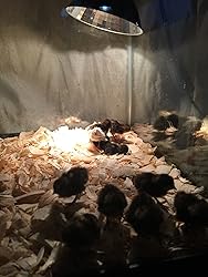 12+ Fertile button quail eggs variety of color