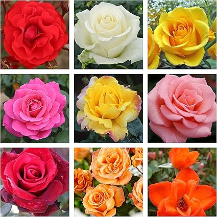 Mixed Premium Pre Packed Bare Root Roses x 3 by Growtanical ®: Amazon ...