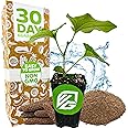 Long Pepper Live Plant - Piper longum by Wellspring Gardens, Fragrant & Flavorful Spice Herb Plant, Easy to Grow Live Pepper Plant, Perfect Aromatic Plant for Indoor or Outdoor Garden