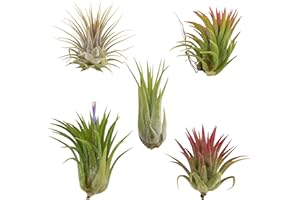 CTS AIR PLANTS Tillandsia Ionantha 5 Pack-Low-Maintenance House Plants for Indoor Decoration by CTS Air Plants