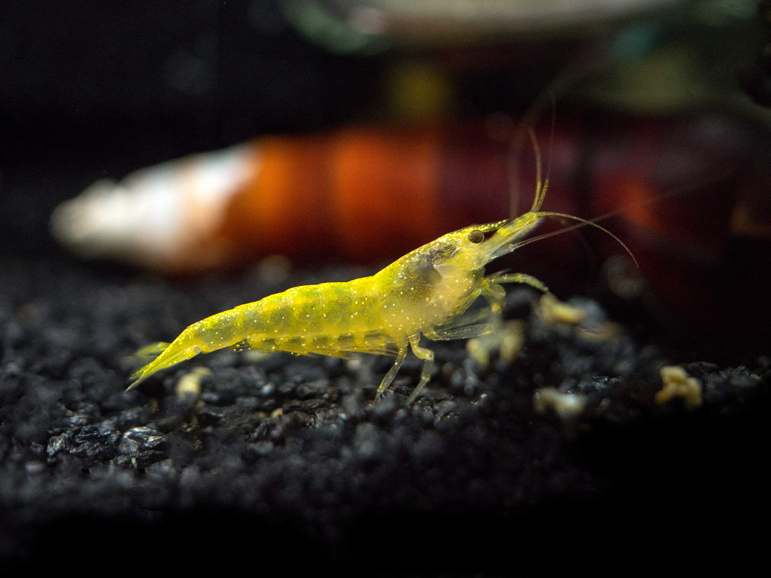 Aquatic Arts 5 Live Freshwater Neon Yellow Shrimp (Neocaridina davidi