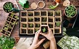 WY8 Seed Trays Starter Kit 100 Biodegradable Pots 3 Trays Crystal Lids view 5