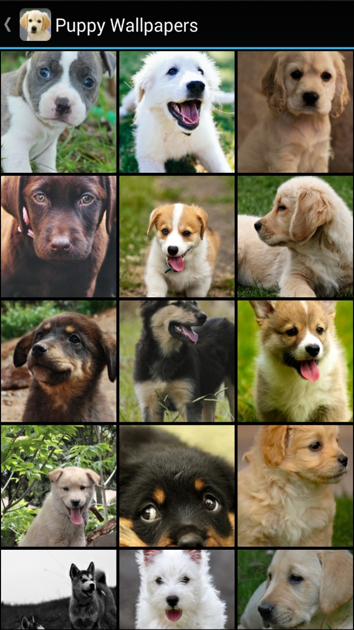 Puppy Wallpapers - Thumbnail 2