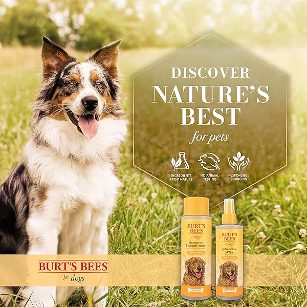 BURT’S BEES FOR PETS SHAMPOO AND CONDITIONER WITH MILK AND HONEY, 98.2% NATURAL ORIGIN FORMULAS, DOG SHAMPOO PLUS CONDITIONER, GENTLE DOG CONDITIONER, BEST DOG CONDITIONER FOR ITCHY DOGS, 12 OZ