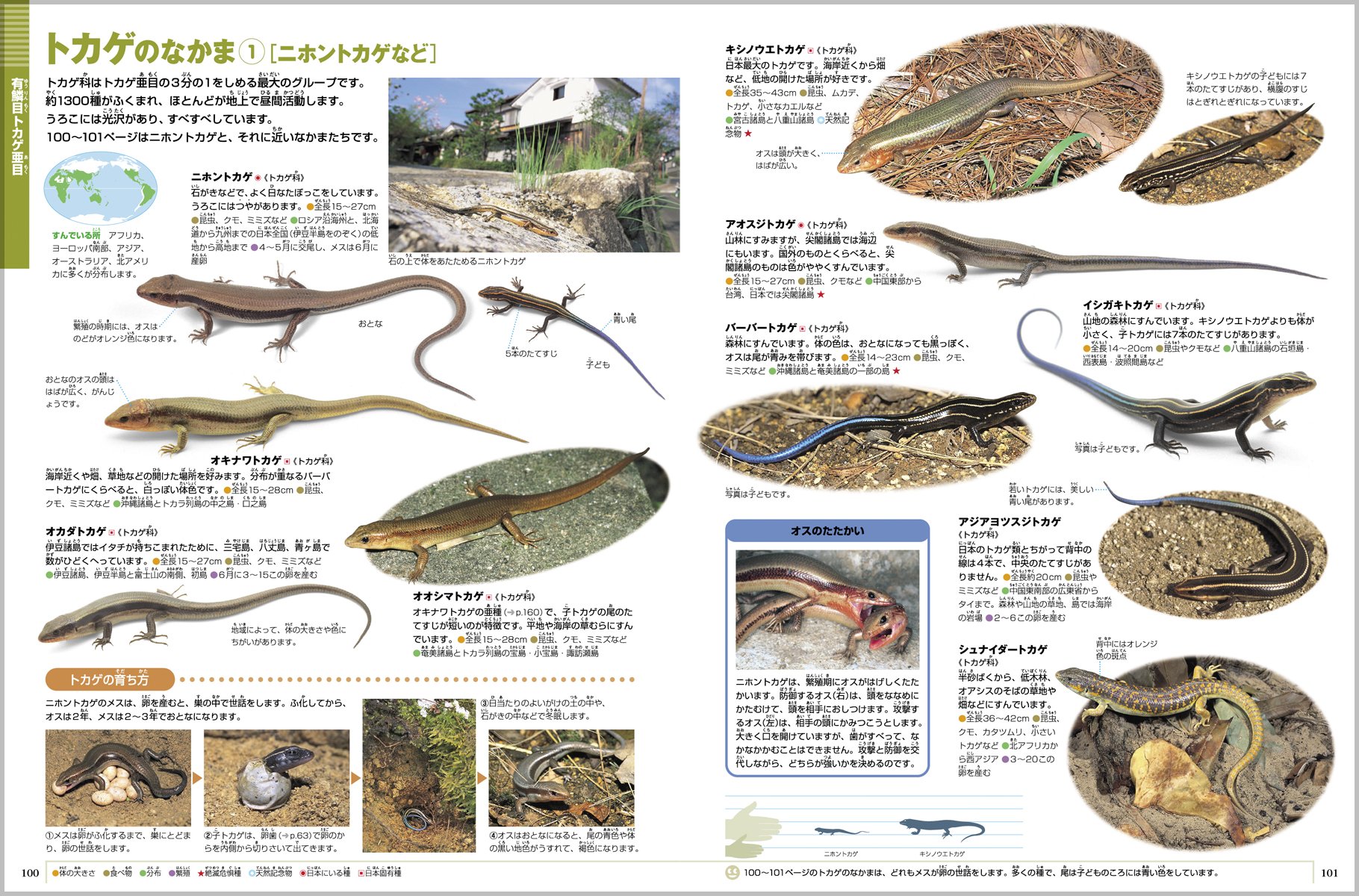 Picture Book Neo Shogakukan Amphibians Reptiles 04 Isbn Japanese Import Masafumi Matsui Tsutomu Hikida Hidetoshi Oi Ta Toshimitsu Matsuhashi Norio Maeda Shintaroi Seki Amazon Com Books