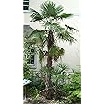 Rare Plant Tree Seeds 30+ Windmill Palm Seeds (Trachycarpus fortunei)