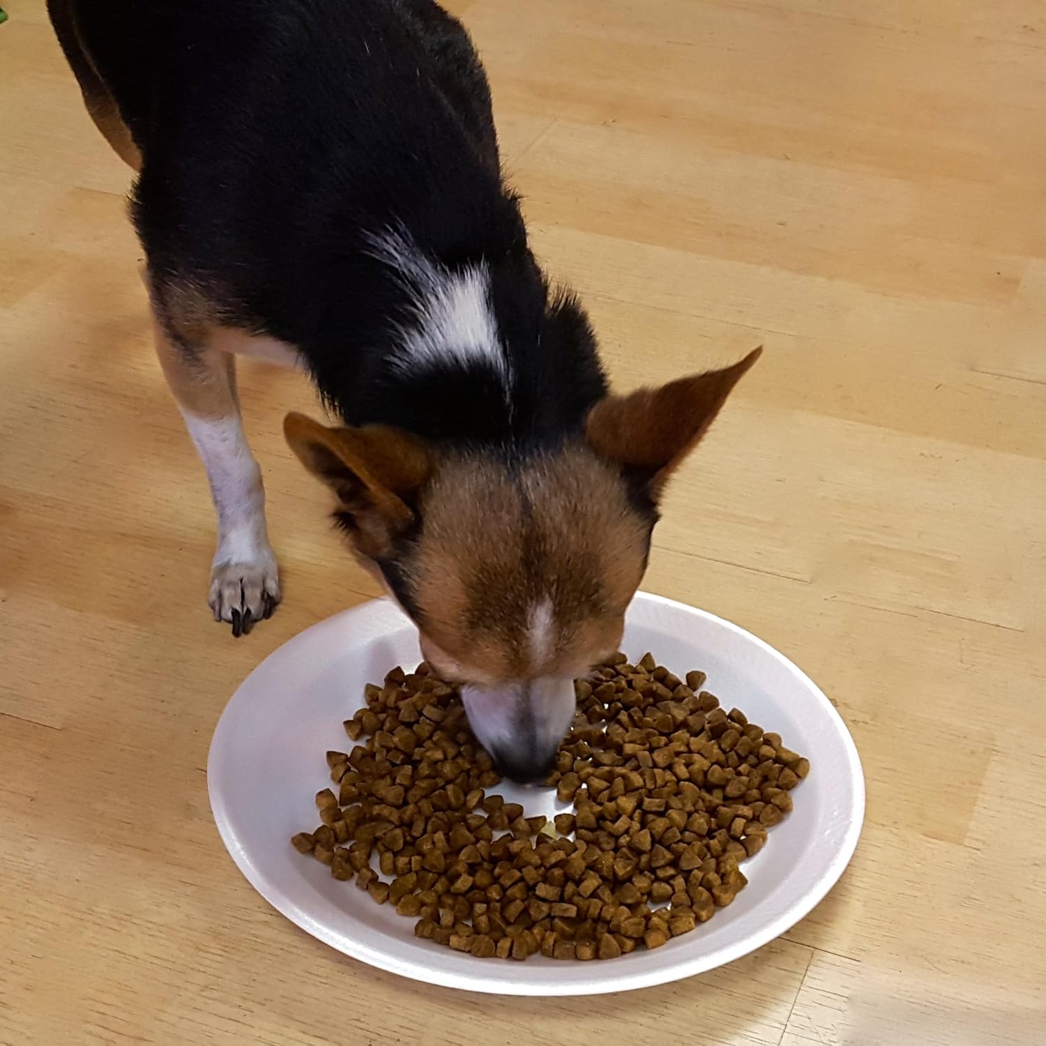 alpha dog food sensitive