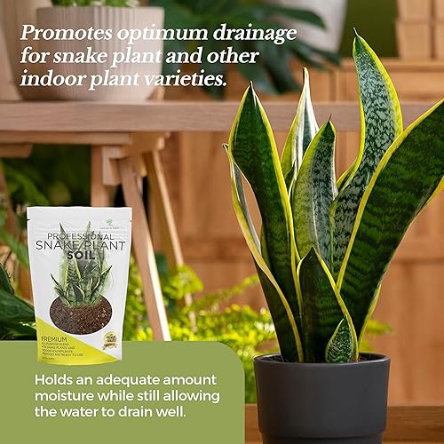 snake plant potted Snake Plant in 6 in. Modern Ceramic White Planter Pot main image 1