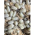 Bugzy Bugs Armadillidium Vulgare Japan Magic Potion Isopods 10 Count Live Roly Poly Insect Pet Food Clean Up Crew for Terrarium Reptile
