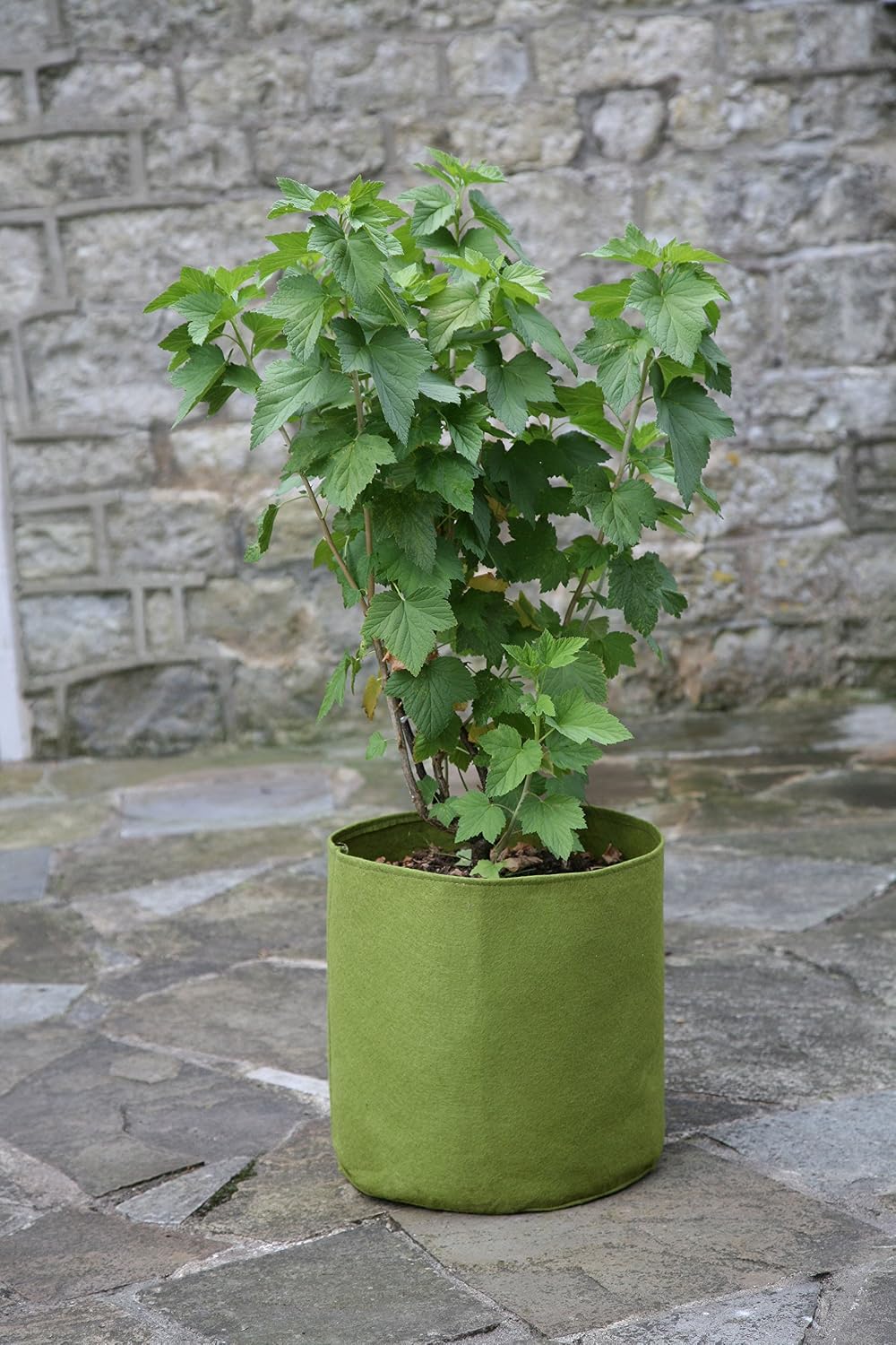 Haxnicks Large Vigoroot Plant Pots, Green, 20 L - Image 3