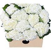 KaBloom-15 White Hydrangea Bouquet, Flowers for Valentine, Mother's Day