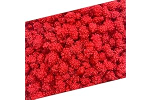 LAETAFOOD French Burnt Peanuts Candy | 1 Pound Bag | Crunchy Coated Peanuts | Old Fashioned Treat for Snacking and Gifting | Red Candy with Roasted Peanut Center