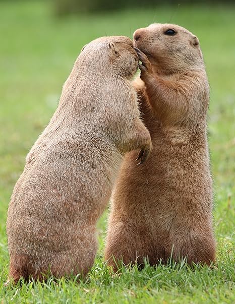 Amazon Co Jp Prairie Dogs Kissing光沢ポスター写真可愛い動物面白いprarie 8 X10 ホーム キッチン