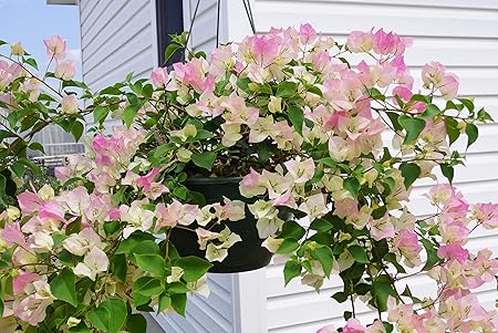 Aiden Gardens Bougainvillea Flower Plant Imperial Thai Delight pink white Color Paper Flower 1 Healthy live plant