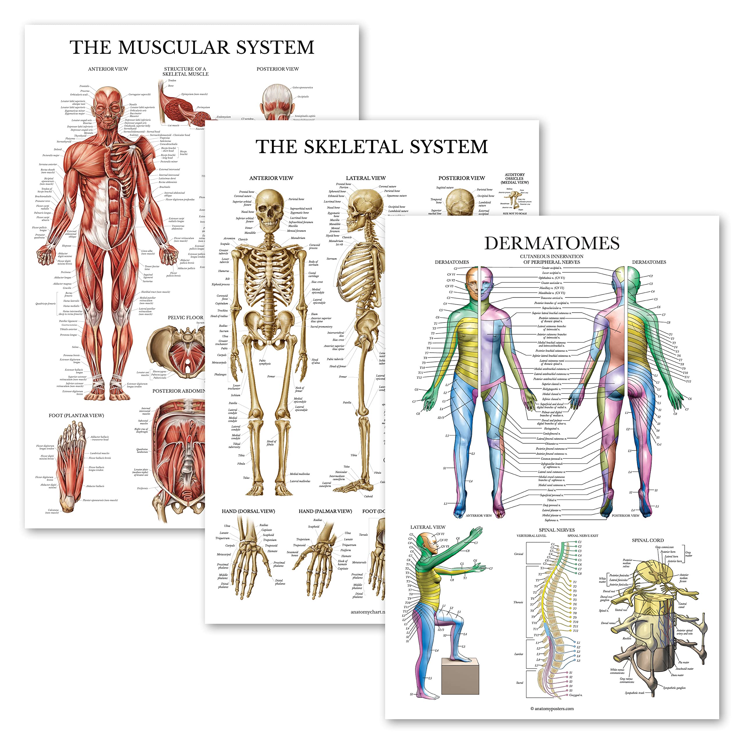 Palace Learning 3 Pack - Muscle + Skeleton + Dermatomes Anatomy Poster Set - Muscular and Skeletal System Anatomical Charts - Laminated - 18" x 24"