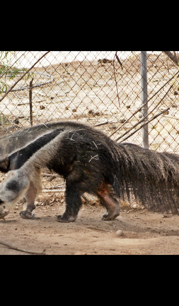 giant anteater Wallpaper &ndash; HD Wallpapers of giant anteater!:Amazon.es