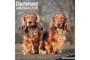 Longhaired Dachshund 2026 Calendar | Square Wall Calendar | Dog Breed Gift | Plastic Free Packaging | by Avonside Publishing
