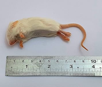 the online reptile shop