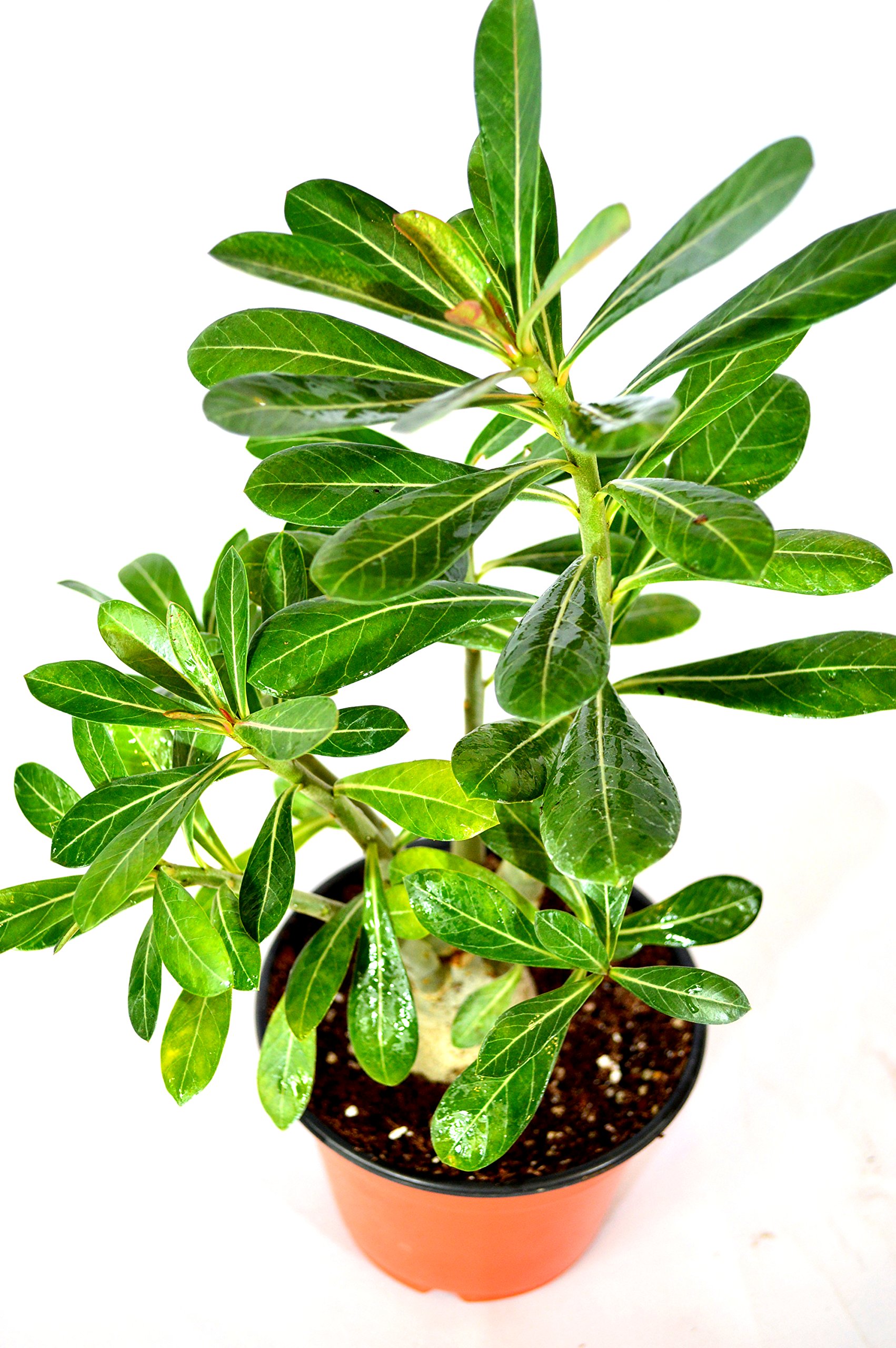 9GreenBox Desert Rose Bonsai Ship Bare Root Buy Online in UAE