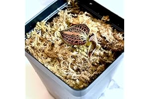 BLOOMIFY Anoectochilus albo-lineatus – Jewel Orchid with Velvet Green Leaves & Shimmering Silver Veins, Easy to Grow.