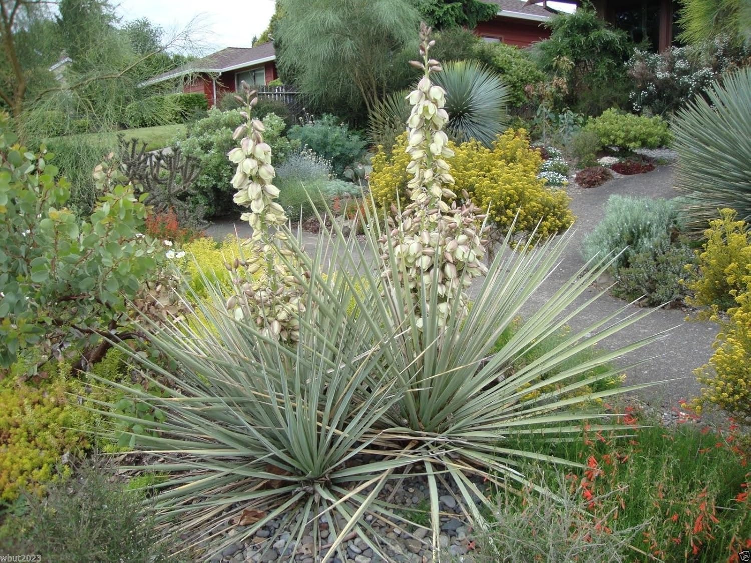 DROUGHT TOLERANT,Edible Fruits,Yucca baccata ! 20 SEEDS Banana yucca