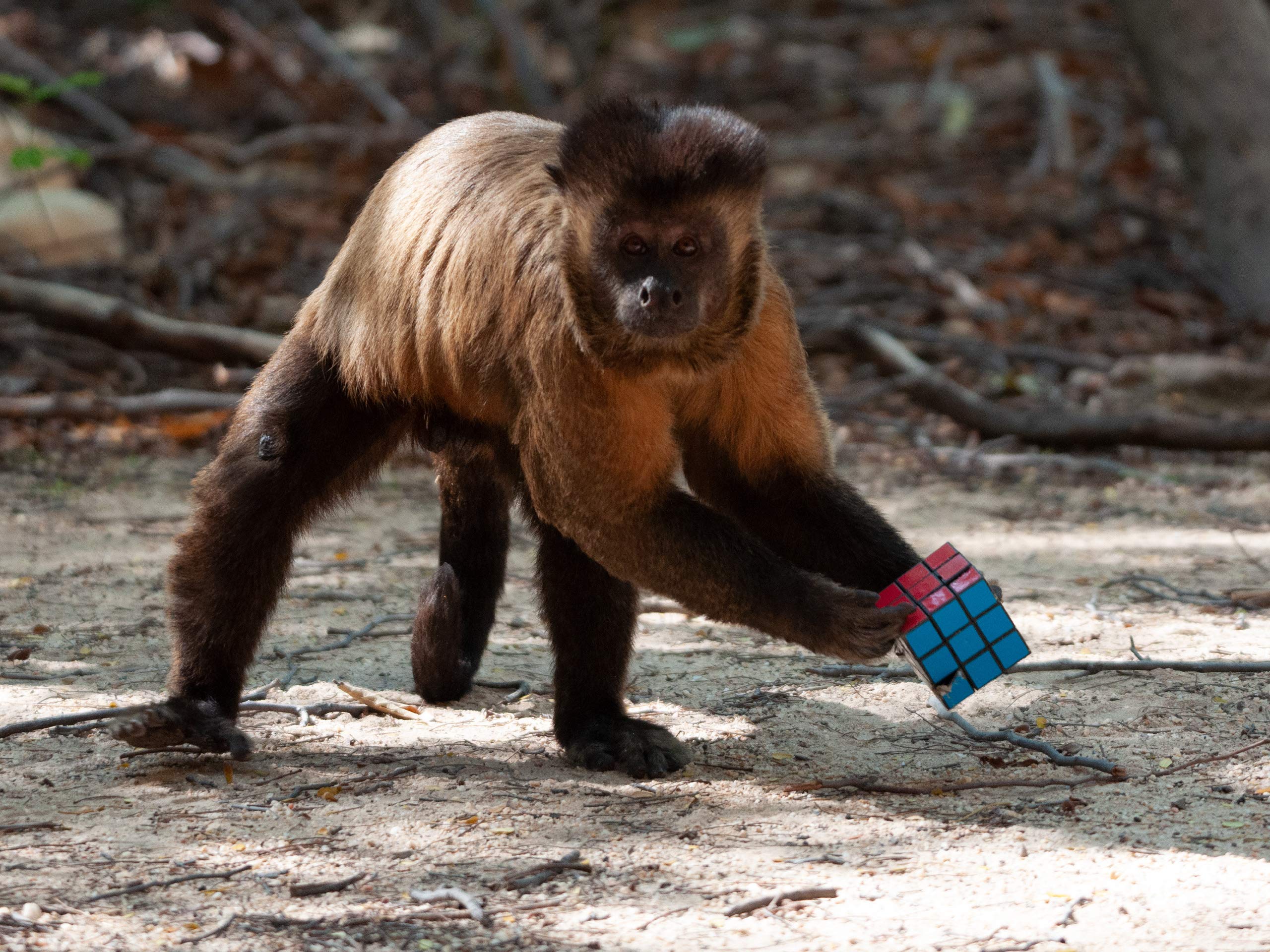 Watch Primates, Season 1 Prime Video