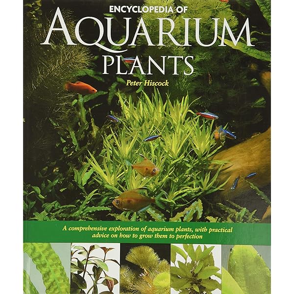 Nature Aquarium World: How You Can Make A Most Beautiful Aquarium