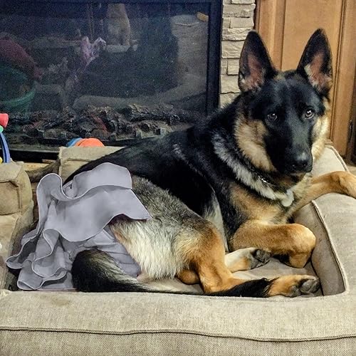 German Shepherd Dog's Diaper Wegreeco Dog Diapers Female (3