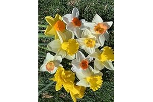 DAYLILY NURSERY 50 Daffodil Mixture - Narcissus Large Cupped Giant Mixture