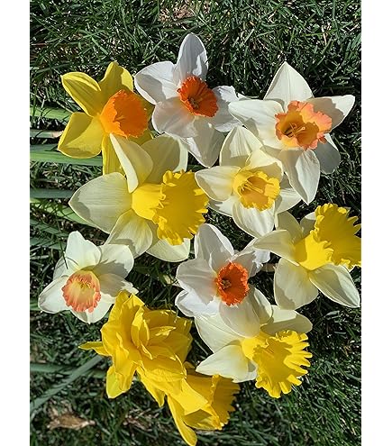 Amazon.com : 40 Jumbo Crocus Mixture - Crocus vernus