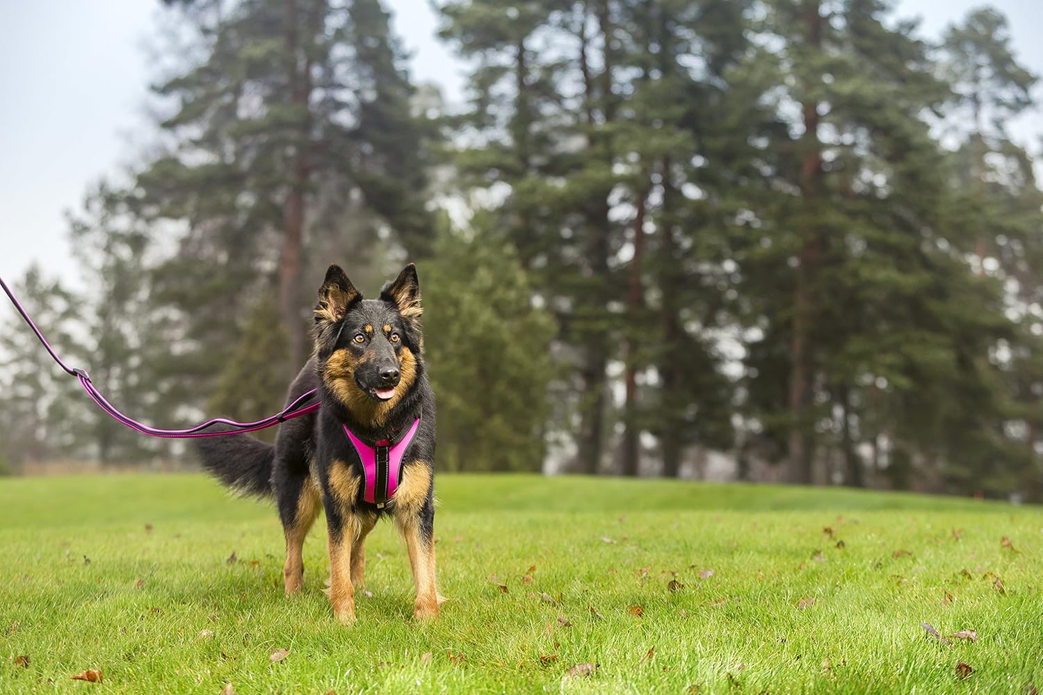 Rukka Pets Padded Harness, Hot Pink, XL, X-Large (Chest 33.5-39.5") - Image 4