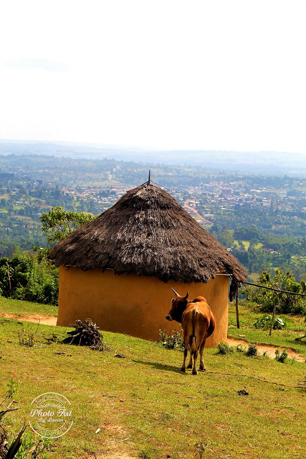 Amazon Com 593 Africa Cow And Mud Hut Signed Photo Print Handmade