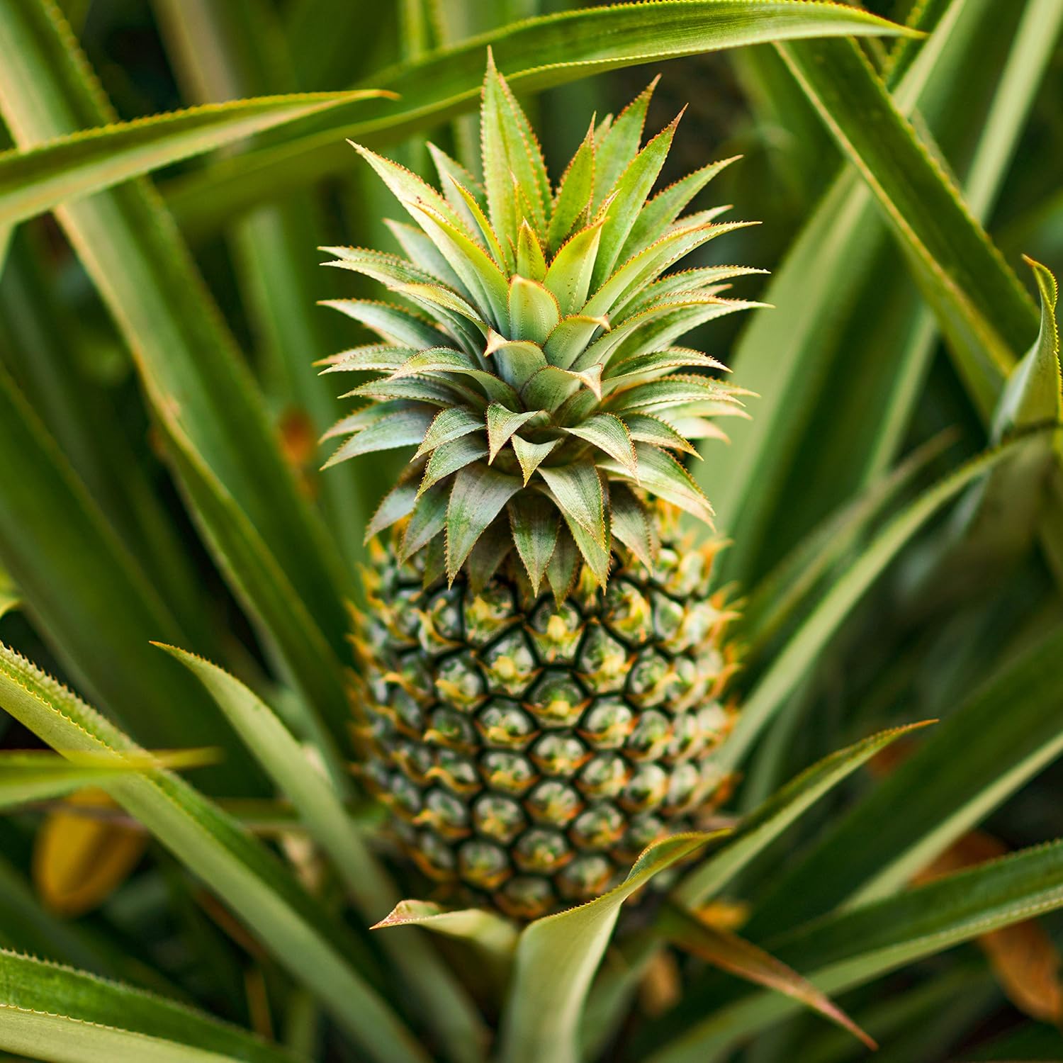 Edible Pineapple plant with fruit in 12cm pot eBay