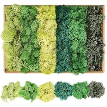 FAICOIA Preserved Pillow Moss Bulk - 2.5 Sq.ft Natural Green Moss For Crafts, Terrariums & Home Decor