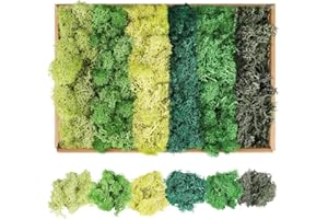 XIEJ Moss - Moss for Plants in 6 Colours, 240g Preserved Moss, Real Durable Natural Decorative Moss for Moss Picture Crafting