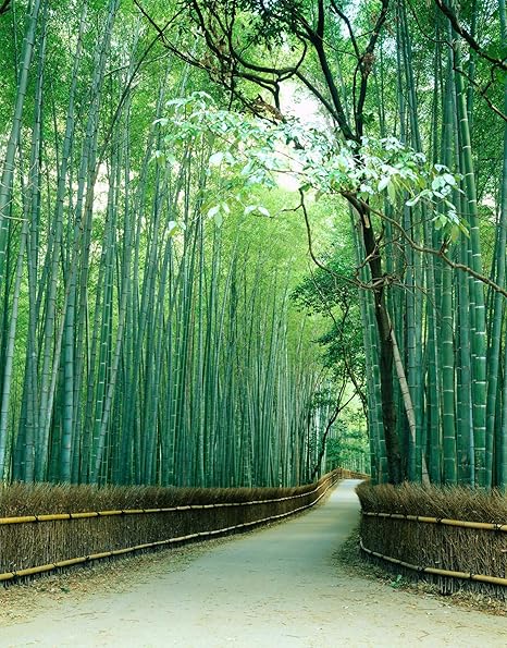 Amazon 6 Feet Wide By 8 Feet高 Prepasted壁紙壁画からの写真を撮影 嵐山京都 日本 Our壁画は簡単にハング削除し 再利用if You Do As Ourデモでビデオ 72 96 高 壁装用具