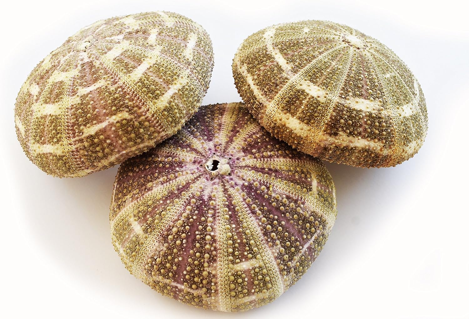 Amazon Com Set Of 3 Large Alfonso Gator Sea Urchins 3 4