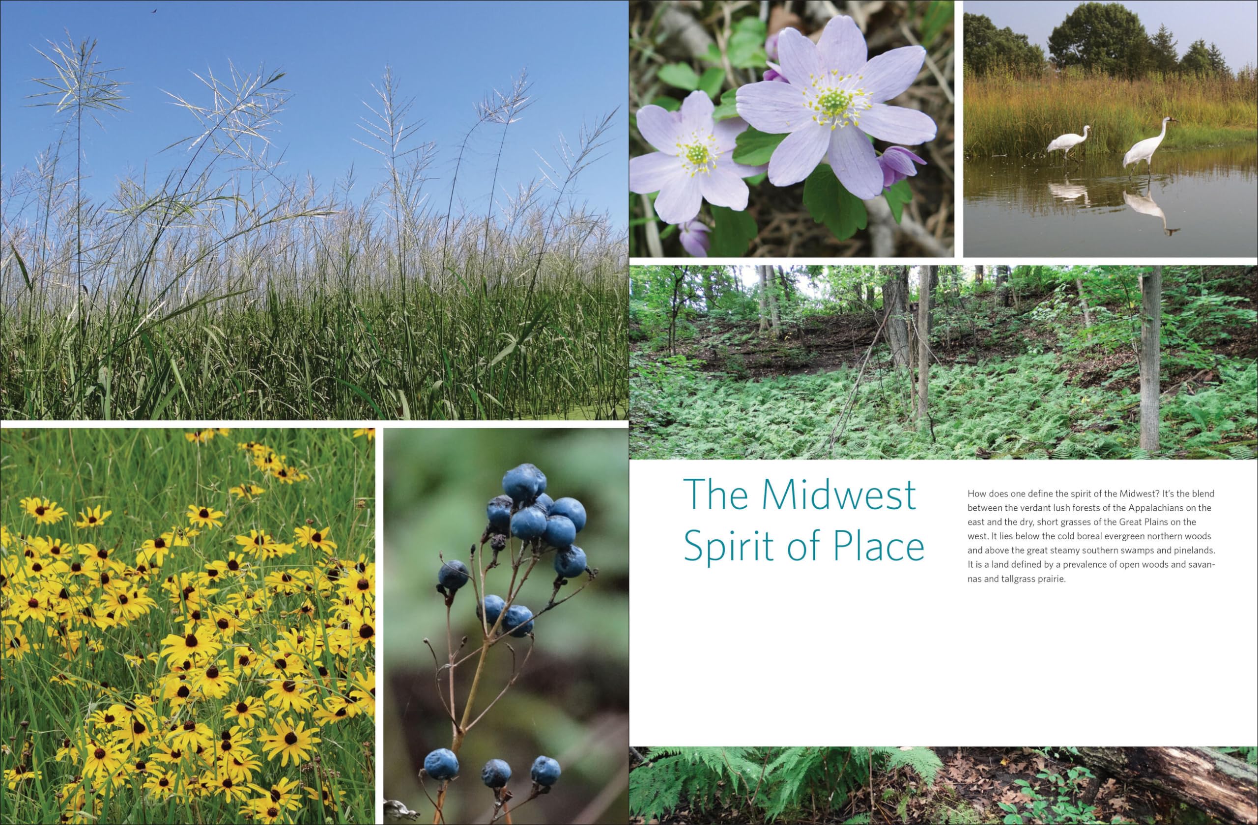 Native Plants of the Midwest: A Comprehensive Guide to the Best 500 Species for the Garden Native Plants of the Midwest: A Comprehensive Guide to the Best 500 Species for the Garden Native Plants of the Midwest: A Comprehensive Guide to the Best 500 Species for the Garden Hardcover Kindle