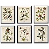 Belle Maison Art Vintage Bird and Botanical Print Set No. 2 - Set of 6 Giclee Fine Art Prints - Unframed - Nature Decor, Vint