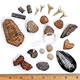 DANCING BEAR Fossil Collection Kit (12 pc Set) Real