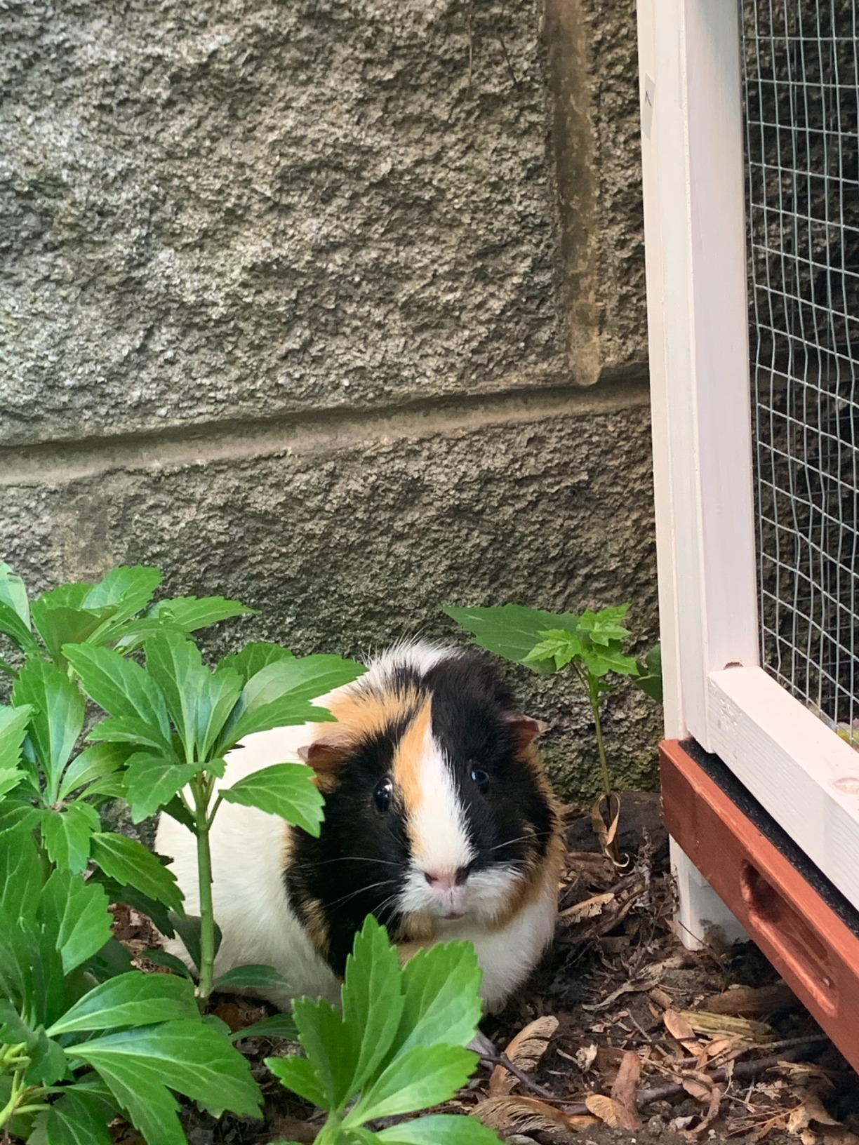 33/mo Finance BAIJIAWEI 36" Wooden Rabbit Cage Hutch Chicken Coop