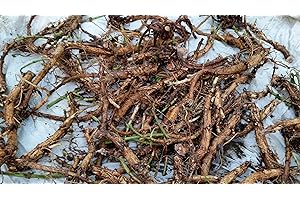 PUBLIC DOMAIN (NO OWNERSHIP) Hop Rhizomes - Brewer's Gold