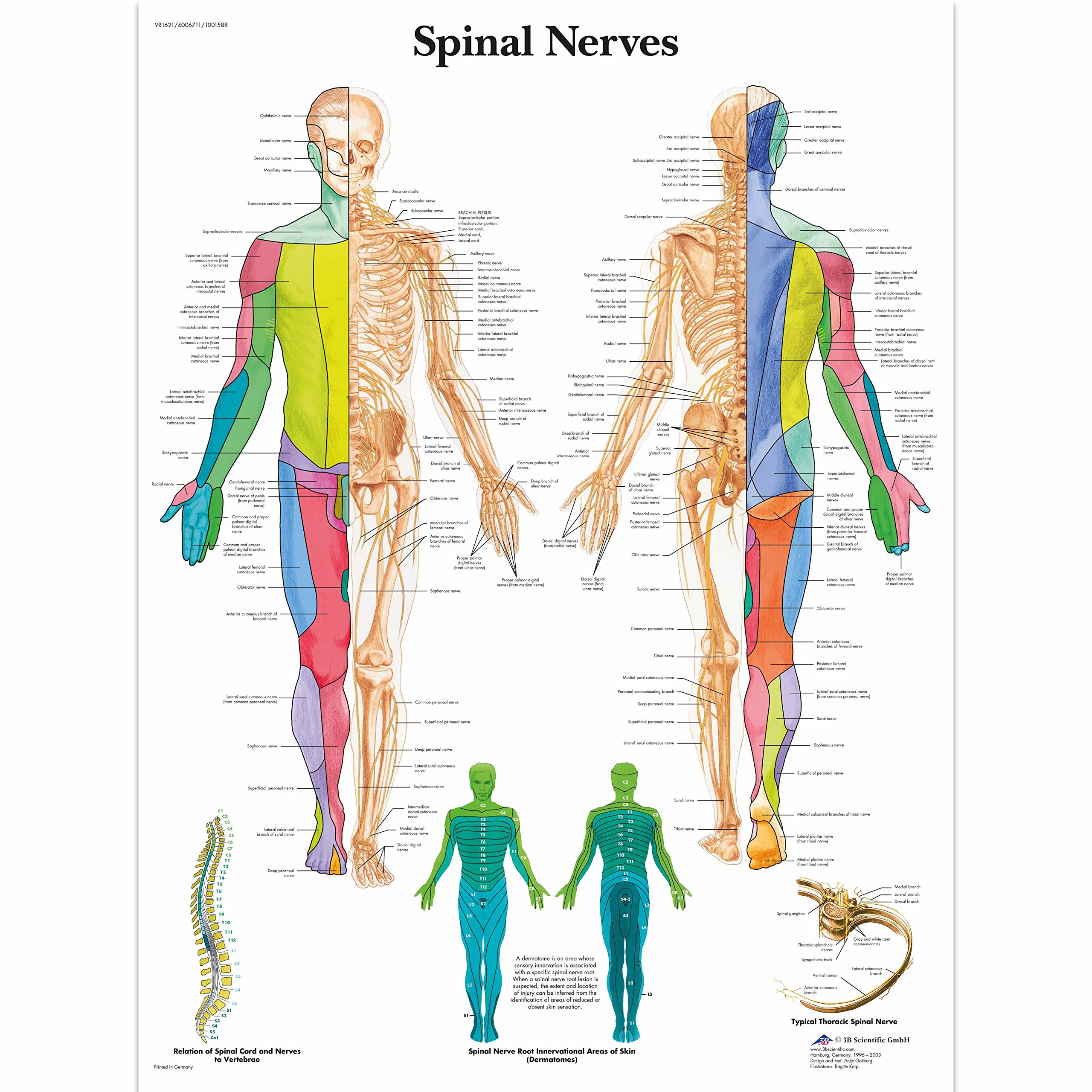 3B Scientific 4006711 Spinal Nerves Chart