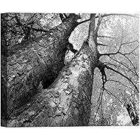 SIGNWIN Canvas Wall Art A View of The Sky Underneath a Big Willow Tree Nature Wilderness Photography Modern Art Contemporary Dramatic Black and White for Living Room, Bedroom, Office - 12x18 inches