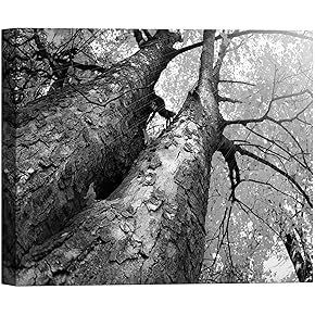 SIGNWIN Canvas Wall Art A View of The...