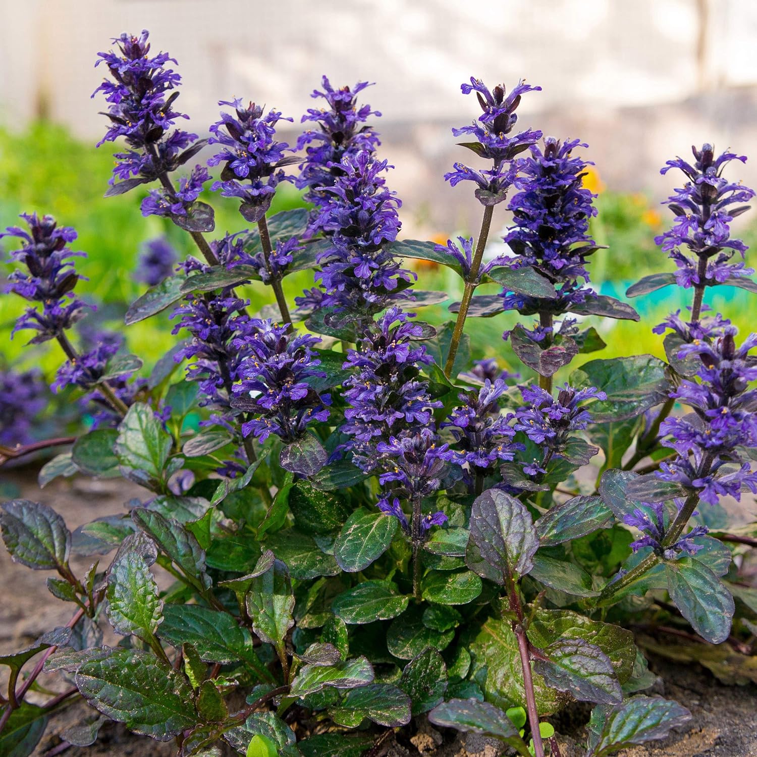 Outsidepride Ajuga Groundcover Seed 400 Seeds Garden